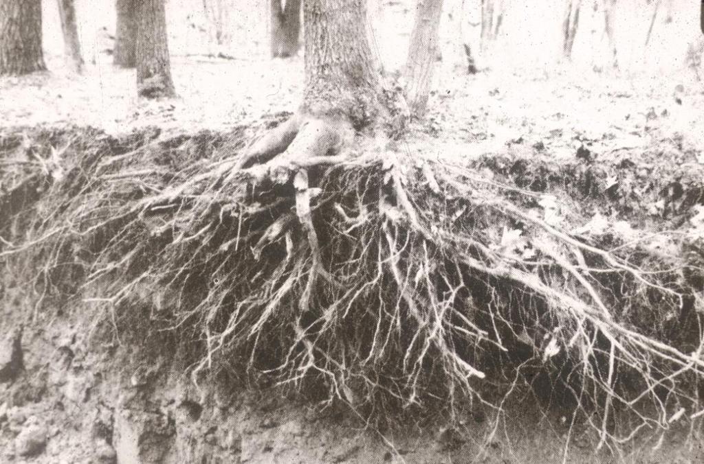 Common tree structural root