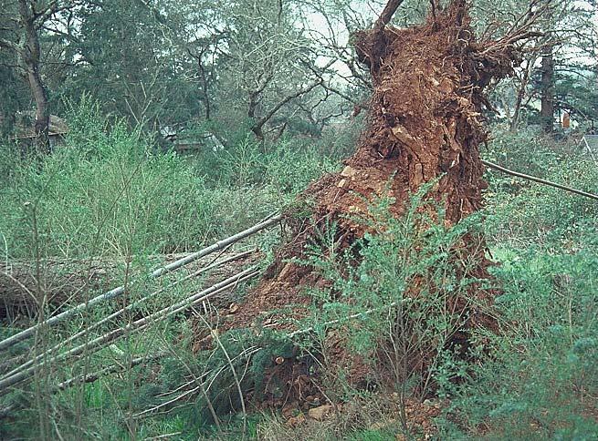 Surface root plate fallen Douglas fir Shallow soils (hardpan, claypan) high mechanical impedance.