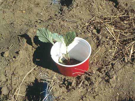 Barriers Cutworm collars prevent cutworms from cutting off small seedlings They