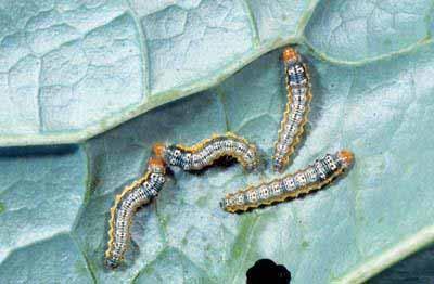 Physical Controls Young cross-striped cabbageworms Use transplants that are free of insects