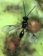 Parasitoids Some wasps
