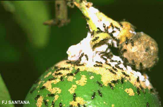 Beneficial Insects At Work - Mealybug Infestation on Grapefruit Sweet feeding