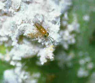 Mealybug Parasitic Wasp Introduced Into the U.S.