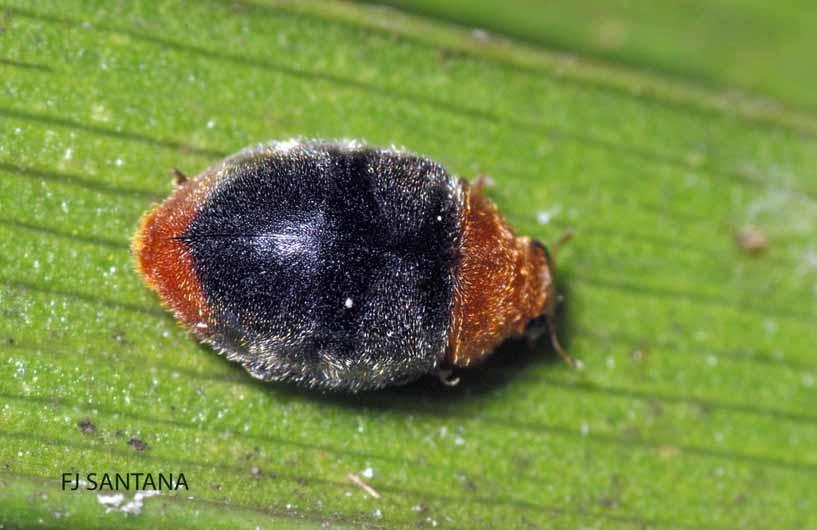 Adult Mealybug Destroyer Ladybug Also Feeds On Mealybugs