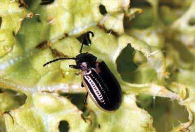 Identification Adult yellow-margined leaf beetle