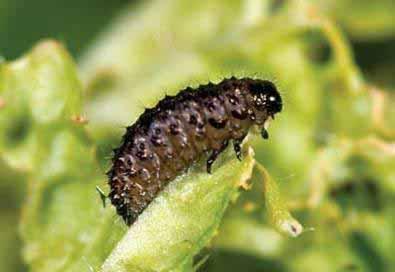 of your pests and beneficial insects Keep