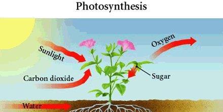 Plants Manufacturing Marvel Sunlight is required for photosynthesis Minerals in soil dissolve in water and are absorbed by plant through root hairs Roots send