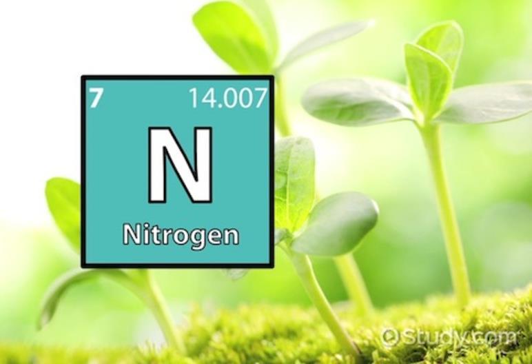 Nitrogen Without nitrogen there would be no life as we know it Most commonly deficient nutrient worldwide Not directly available to plants but can be converted to useable state by microbes, fungi,