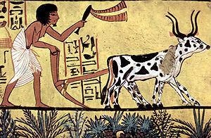 8,000 BCE Forward Farmers begin to invest in long term management of their fields Plowing with a yoke of horned cattle in Ancient Egypt.