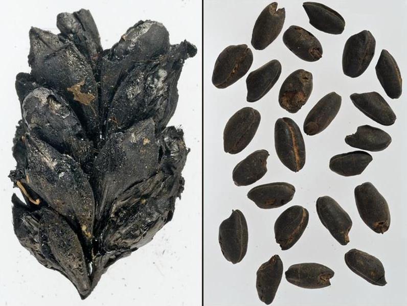 Earliest Record of Fertilization Farming spread from the Near East to Europe about 8,500 BCE 13 archeological digs of early farming sites: 7,900 and 4,400 BCE 124 crop samples; 2,500 grains/seeds