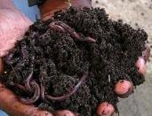 Benefits of Compost Soil Physical Properties 1. Improves soil structure 2. Reduces soil density 3. Increases porosity 4. Increases water infiltration 5.