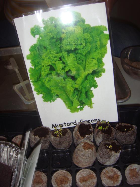 The sprouts were kept on a table in the science center along