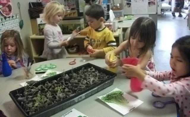 Caring for Keiki Salad Greens For nearly two weeks the children cared for the keiki plants in the classroom.