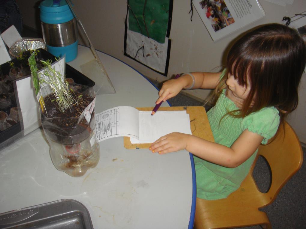 Observations about the plants as they grow lead to conversations amongst teachers and children about what plants need to thrive and how