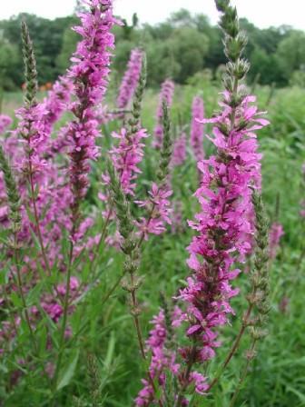 Purple Loosestrife Semi-aquatic perennial plant native to Europe Colonizes rapidly due to the millions of seeds it produces annually Seed dispersal 1 plant can produce 2.