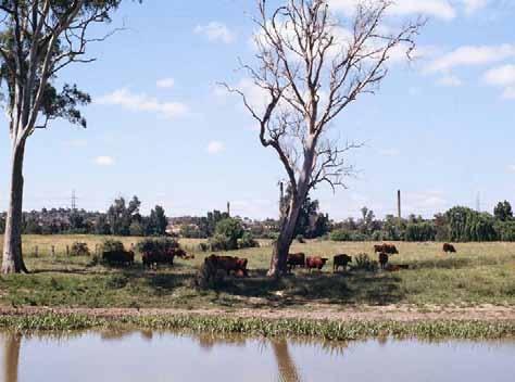 From Heidelberg City of Streams. (Photo Estate C.C. Bailey) Banyule Flats lay in a farmland setting until the 1960s, when the estate surrounding Banyule House was sub-divided for housing.