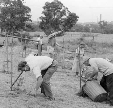 4 Warringal Conservation Society at Banyule Flats needed more water over a dry summer. WCS carried out a Maintenance Working Bee on 31 January 1981, with Council support, weeding and mulching.