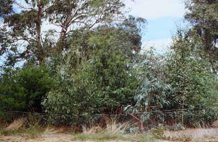 8 Warringal Conservation Society at Banyule Flats 1991 - Megaplanting clump all made excellent growth (Photo A.M. Fleming) On 1 st November 1991, the Yarra Trail opened from Banksia Street to Eltham.