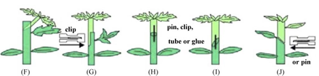 and I) pin grafting Current status of vegetable grafting: Diffusion,