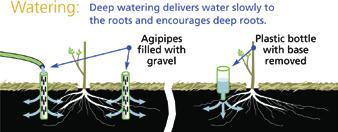 19. Water your garden and lawn less often but more thoroughly. This will encourage your plants to extend their roots deeper into the soil, making them more drought resistant, hardier and less thirsty.