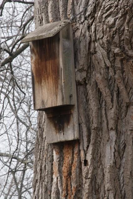 Bat Facts Recently Boy Scouts and other volunteers have been interested in increasing the bat population at Weyanoke by creating new bat boxes.