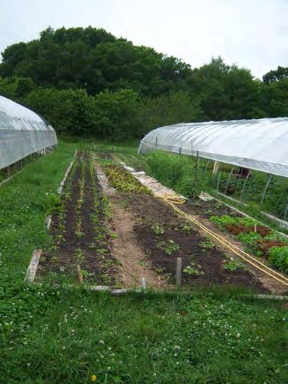 Wide row 1-4 feet wide planting rows Vegetables for wide rows: Beets, carrots, chard, leeks, lettuce, onions, parsnips,