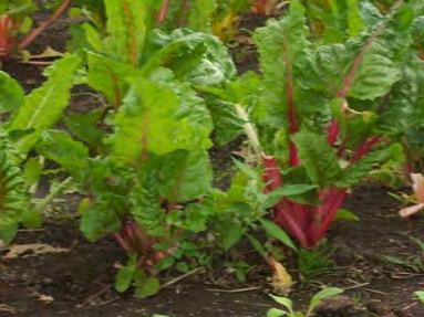 Succession Planting After harvesting one crop, replant space with another e.g. early cabbage and broccoli followed with snap beans or zucchini e.g. spring lettuce, radishes, and spinach with beets or carrots e.