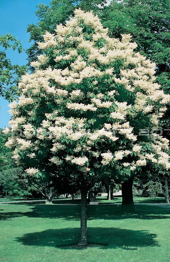 Japanese Tree Form Lilac Syringa