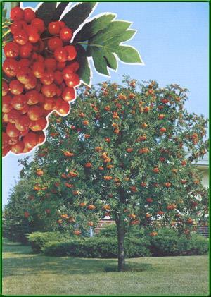 Hotwings Tatarian Maple Acer tataricum