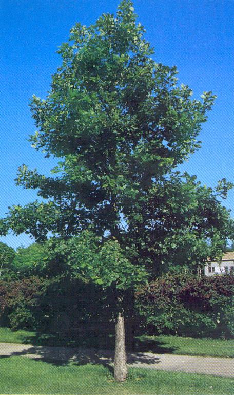 Burr Oak Quercus macrocarpa