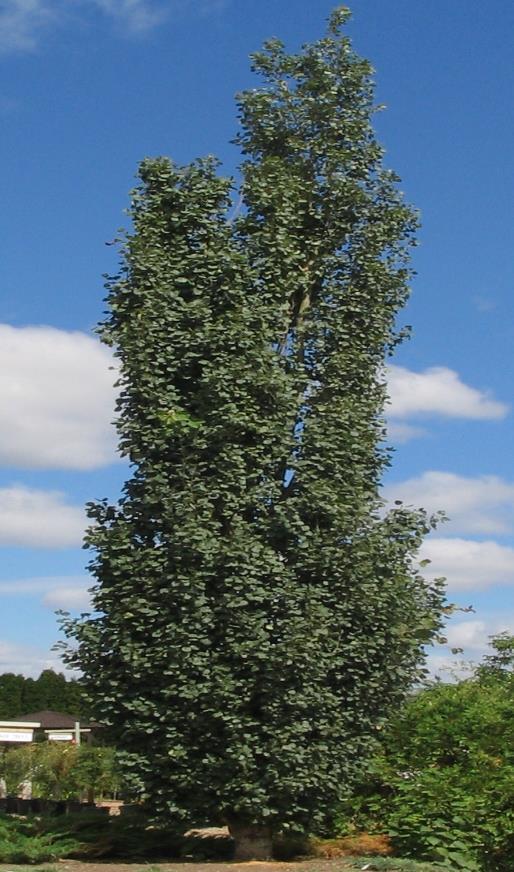 ) Swedish Aspen Populus tremula