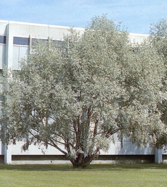 Silver Willow Salix alba 'Sericea'