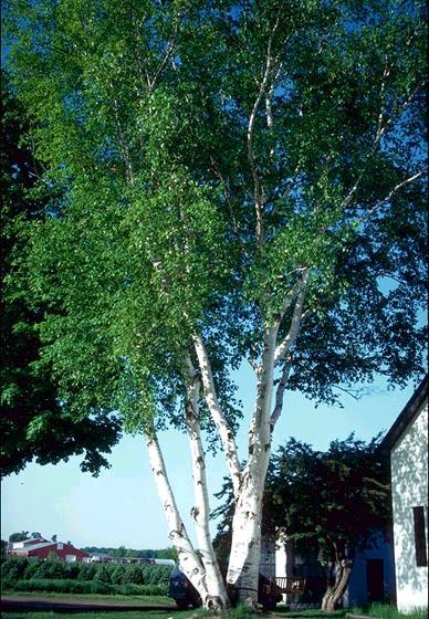Dakota Pinnacle Birch Betula