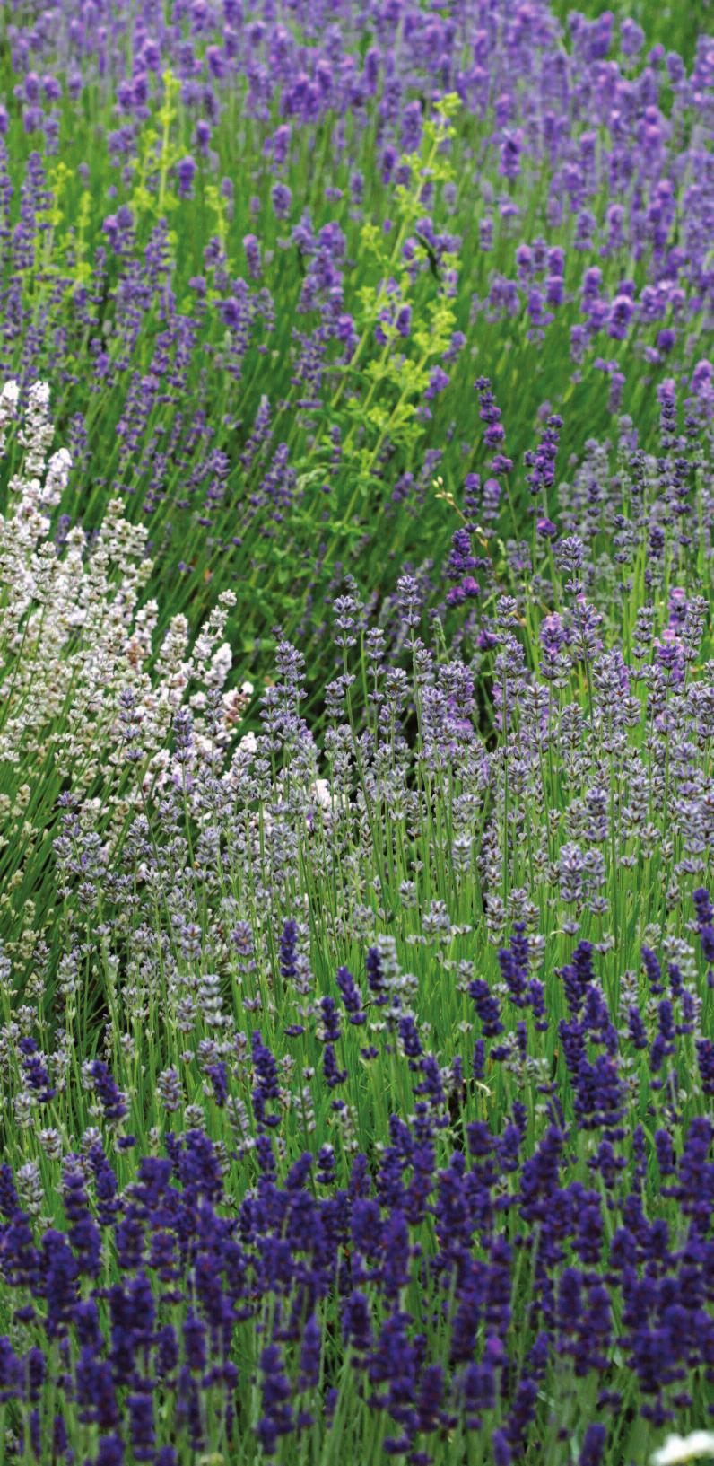 Revered by ancient herbalists and cooks, lavender is a delightful addition to modern gardens and kitchens.