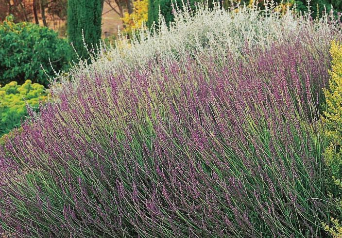 As a genus, lavender is quite heat and drought tolerant; many species thrive in hot, dry regions such as Texas and central California.