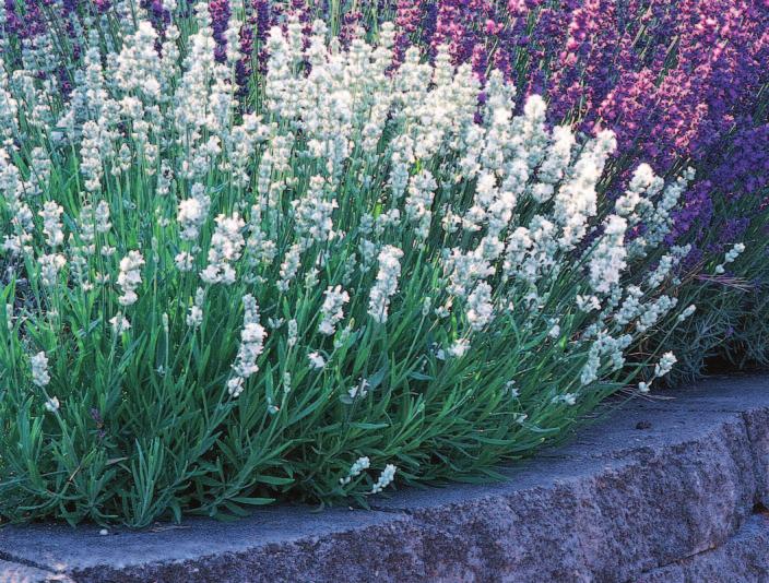 HISTORY AND LORE OF LAVENDER The history and lore of the genus Lavandula have been entwined with humankind for thousands of years.
