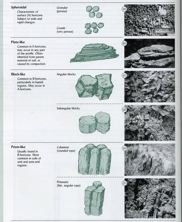 Soil Structure Arrangement of sands, silts, & clays into stable