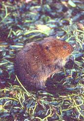 Animals and their homes Have you ever seen a Voles home? If you have then maybe your wondering why it has such a long tunnels. That answer is to keep themselves alive.