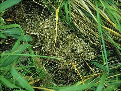 When the Vole senses danger it runs into the tunnels that it builds by packing the grass down in one area and making a tunnel under the ground which keeps it safe from