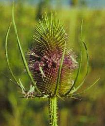 Common teasel (Dipsacus fullonum) Description: Common teasel spreads quickly through seed dispersal and invades areas occupied by natives.