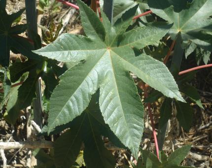 Castor Bean (Ricinus communis) Pulling by hand (for areas with 5-11 lobed, star-shaped leaves up to 3ft long leaves Poisonous oil, Ricin, contained in seeds Flowering but