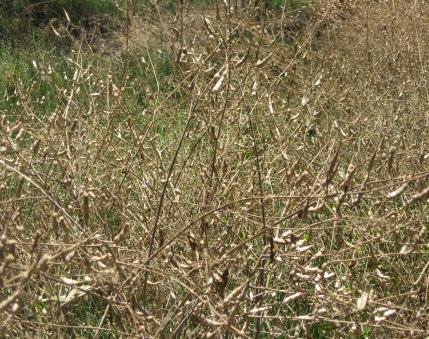 Wild Radish (Raphanus raphanistrum) Grow up to 3ft or taller Erect with branching stems Has 4-petaled flowers Flowers are pale yellow or while with dark vines Dark red seed pods Seeds are