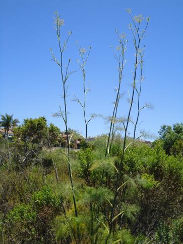 Fennel (Foeniculum vulgare ) Erect Perennial herb Four to ten feet tall Feathery leaves Flowers are small and yellow Strong anise scent from stems and leaves Dominates