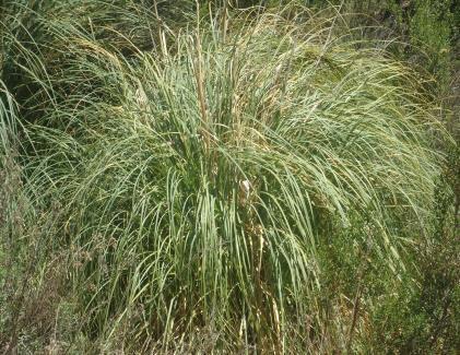 Pampas Grass (Cortaderia atacamensis) Hand pulling grass seedlings Crowds out other native plants Can reduce aesthetic appeal of the area Outcompetes seedling trees Fire hazard due to dry leaves,