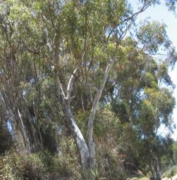 Eucalyptus (Eucalyptus Globulus) Fragrance from leaves can greatly alter soil composition Leaves are highly flammable Outcompetes native plant species and decreases biodiversity Diminishes amount of