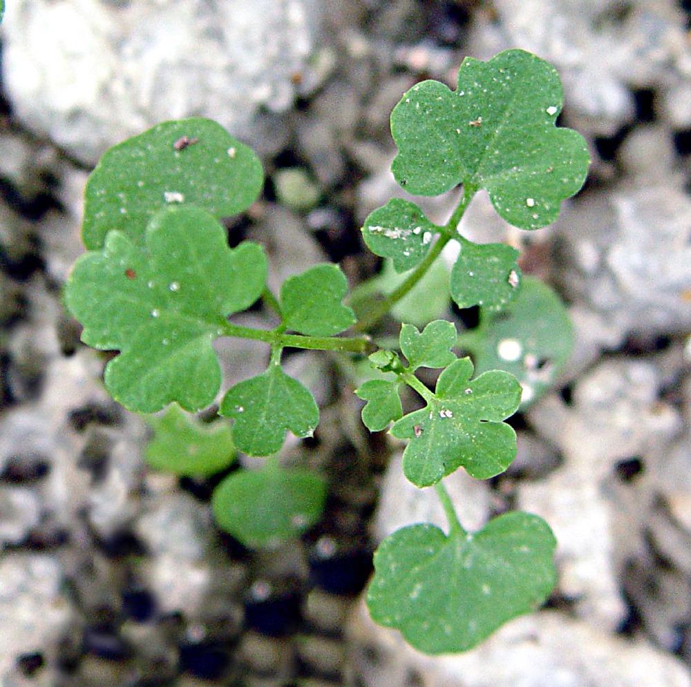 As bittercess grows larger, leaves appear pinnately compound, with many of the lobed "leaflets" being club shaped (like on playing cards) (Figure 3).