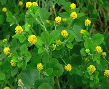 Black medic Black medic has a close resemblance to other clovers It can be identified by its trifoliate leaves and small yellow flowers Black