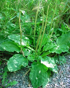 moist soil Broadleaf plantain Broadleaf plantain can be identified by its broad leaves with veins parallel to the margins The leaves are arranged in a rosette shape Flowers