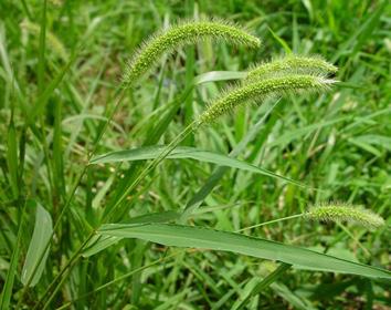 wider blades than most grasses Foxtails are also a lighter color than most turfgrasses Some foxtails have hairs on the leaves while others do not If the soil is moist, plants can