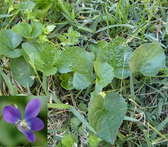 Young, early patches can be pulled by hand Violet Violets are often considered a weed in landscape areas Leaves are heart shaped Flowers are purple